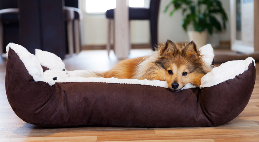 unchewable dog bed